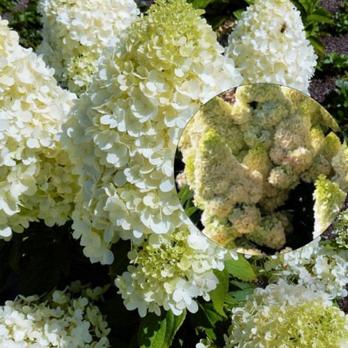 Hydrangea paniculata 'Magical Matterhorn' - Aedhortensia 'Magical Matterhorn' C5/5L